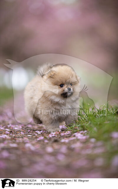 Pomeranian Welpe in der Kirschblte / Pomeranian puppy in cherry blossom / MW-28254