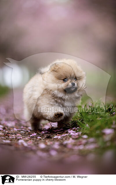 Pomeranian Welpe in der Kirschblte / Pomeranian puppy in cherry blossom / MW-28255