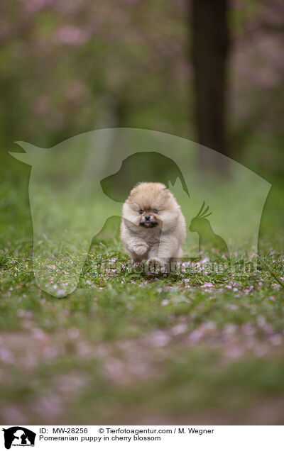 Pomeranian Welpe in der Kirschblte / Pomeranian puppy in cherry blossom / MW-28256