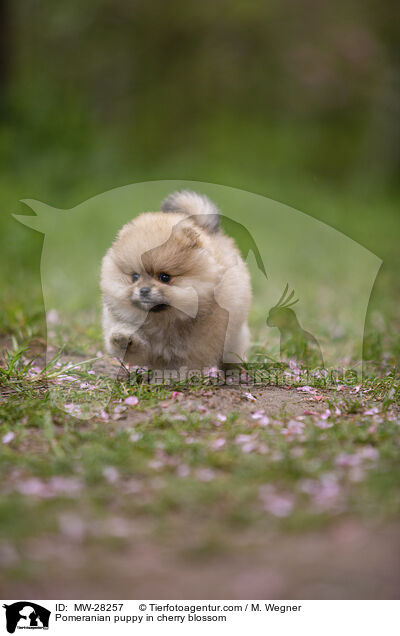 Pomeranian Welpe in der Kirschblte / Pomeranian puppy in cherry blossom / MW-28257