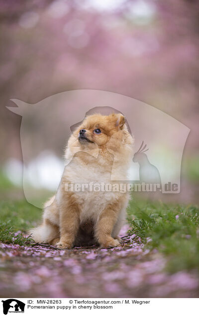 Pomeranian puppy in cherry blossom / MW-28263