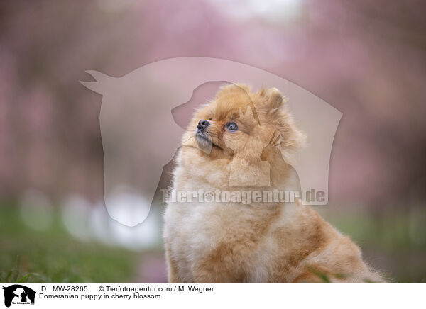 Pomeranian Welpe in der Kirschblte / Pomeranian puppy in cherry blossom / MW-28265