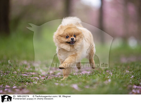 Pomeranian Welpe in der Kirschblte / Pomeranian puppy in cherry blossom / MW-28274