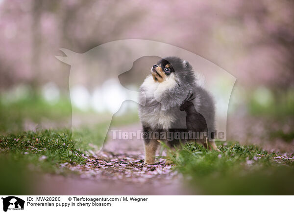 Pomeranian Welpe in der Kirschblte / Pomeranian puppy in cherry blossom / MW-28280