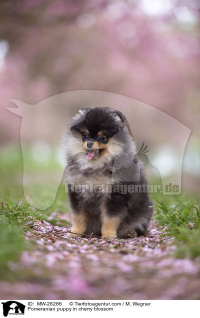 Pomeranian Welpe in der Kirschblte / Pomeranian puppy in cherry blossom / MW-28286