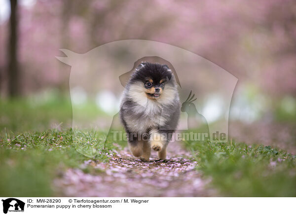 Pomeranian Welpe in der Kirschblte / Pomeranian puppy in cherry blossom / MW-28290