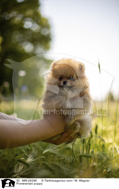 Pomeranian Welpe / Pomeranian puppy / MW-28296