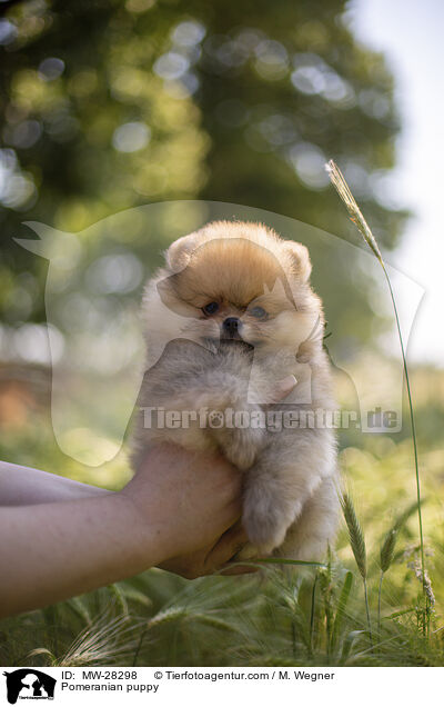 Pomeranian Welpe / Pomeranian puppy / MW-28298