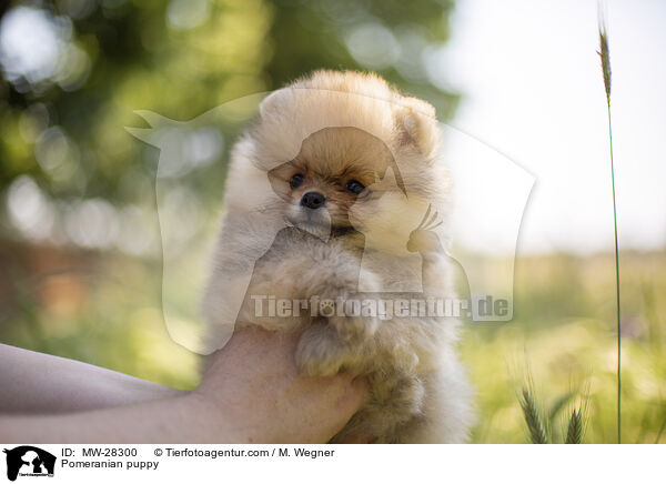 Pomeranian Welpe / Pomeranian puppy / MW-28300