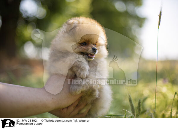 Pomeranian Welpe / Pomeranian puppy / MW-28302