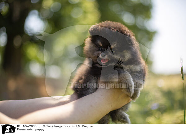 Pomeranian Welpe / Pomeranian puppy / MW-28306