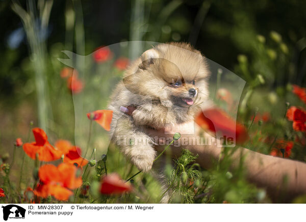 Pomeranian Welpe / Pomeranian puppy / MW-28307