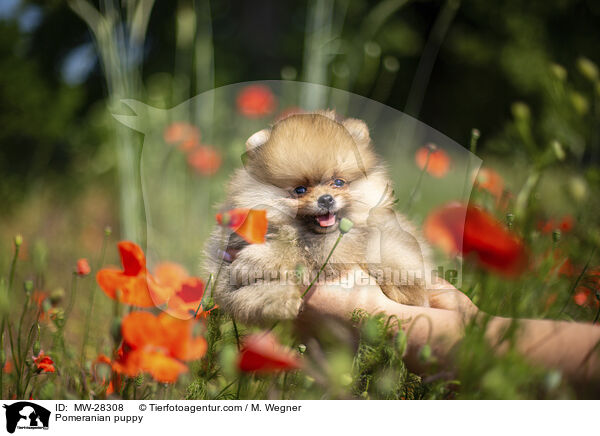 Pomeranian Welpe / Pomeranian puppy / MW-28308