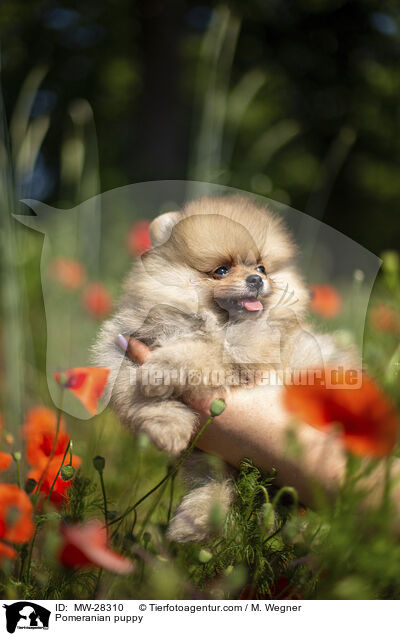Pomeranian Welpe / Pomeranian puppy / MW-28310