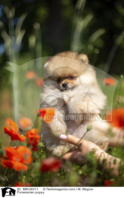 Pomeranian Welpe / Pomeranian puppy / MW-28311
