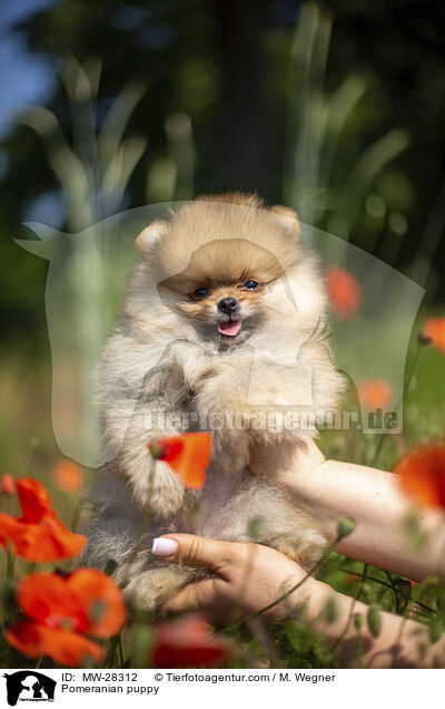 Pomeranian Welpe / Pomeranian puppy / MW-28312