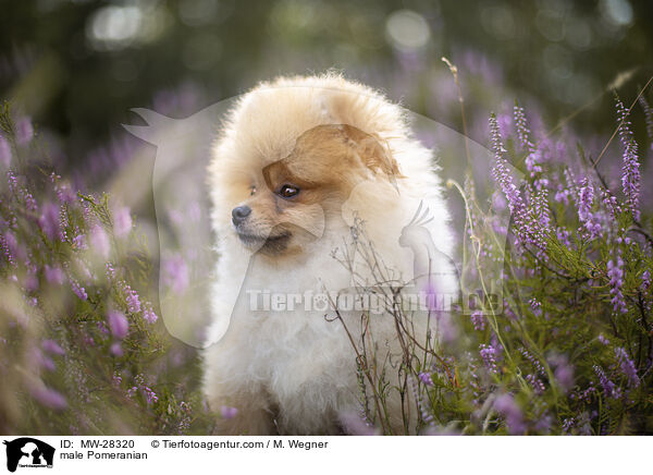 male Pomeranian / MW-28320