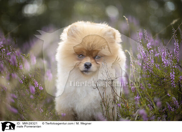 Pomeranian Rde / male Pomeranian / MW-28321