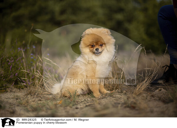 Pomeranian puppy in cherry blossom / MW-28325