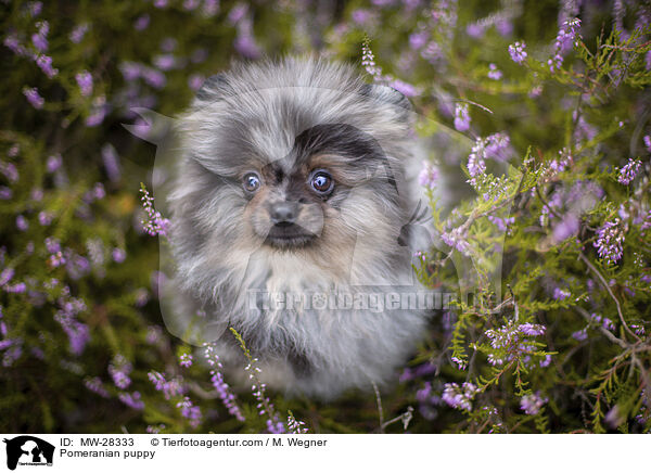 Pomeranian Welpe / Pomeranian puppy / MW-28333