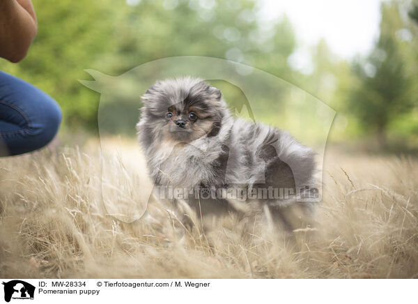 Pomeranian puppy / MW-28334