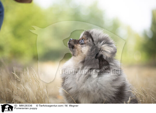 Pomeranian puppy / MW-28336