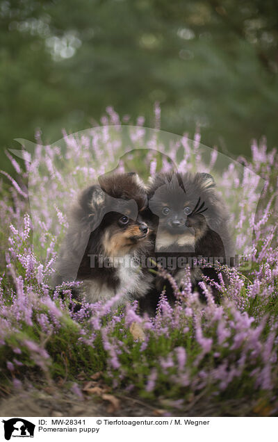 Pomeranian Welpe / Pomeranian puppy / MW-28341