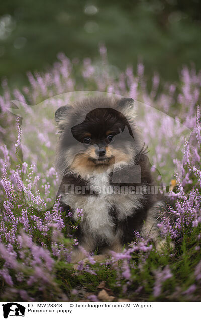 Pomeranian Welpe / Pomeranian puppy / MW-28348