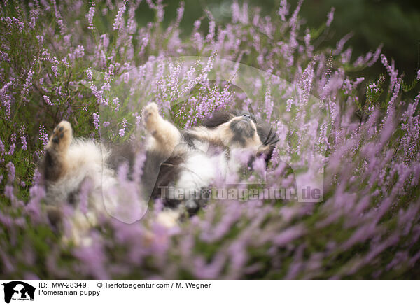 Pomeranian Welpe / Pomeranian puppy / MW-28349