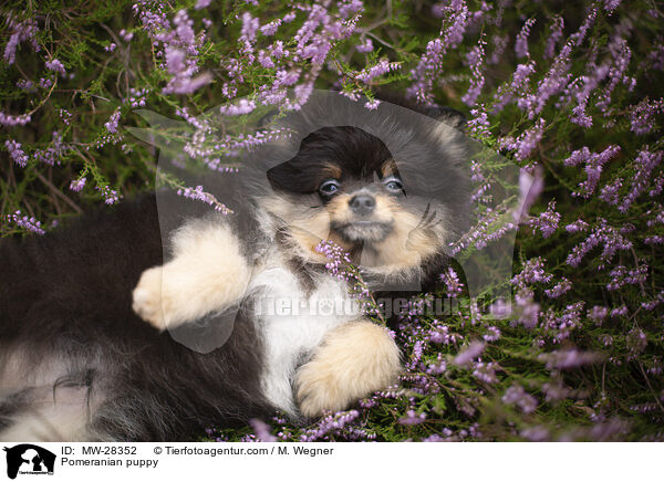 Pomeranian Welpe / Pomeranian puppy / MW-28352