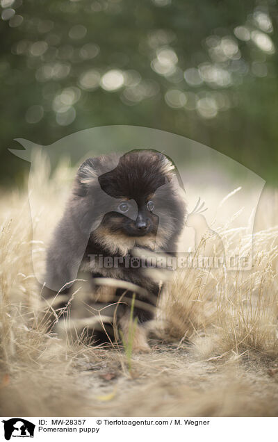 Pomeranian puppy / MW-28357