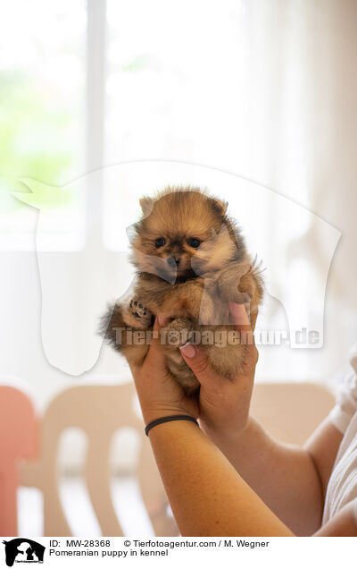Pomeranian Welpe in Zuchsttte / Pomeranian puppy in kennel / MW-28368
