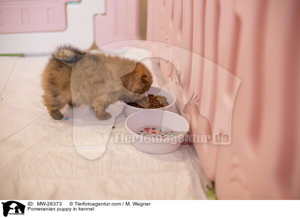 Pomeranian Welpe in Zuchsttte / Pomeranian puppy in kennel / MW-28373