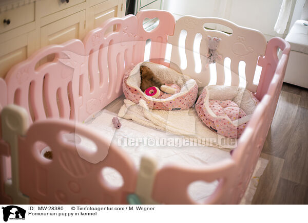 Pomeranian Welpe in Zuchsttte / Pomeranian puppy in kennel / MW-28380