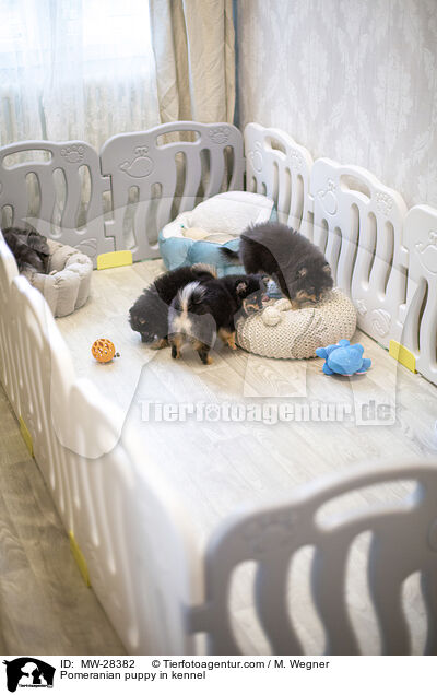 Pomeranian Welpe in Zuchsttte / Pomeranian puppy in kennel / MW-28382
