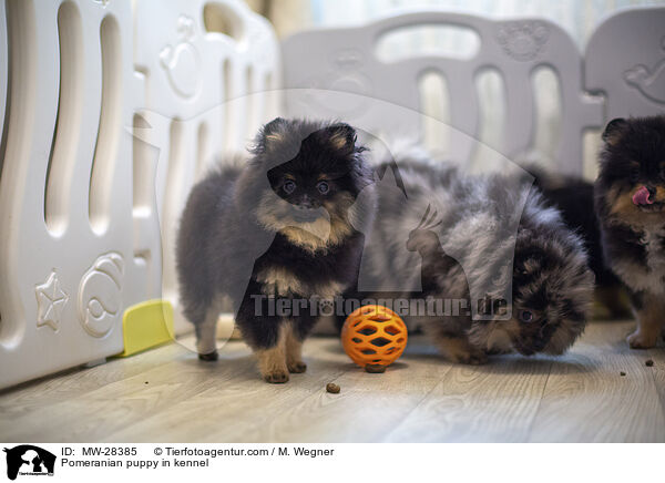 Pomeranian Welpe in Zuchsttte / Pomeranian puppy in kennel / MW-28385