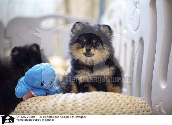 Pomeranian Welpe in Zuchsttte / Pomeranian puppy in kennel / MW-28386