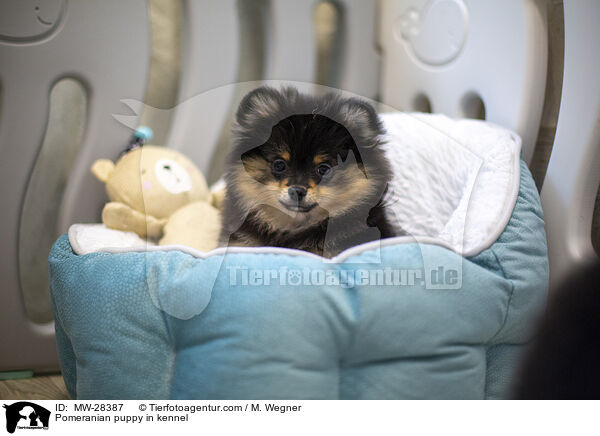 Pomeranian Welpe in Zuchsttte / Pomeranian puppy in kennel / MW-28387