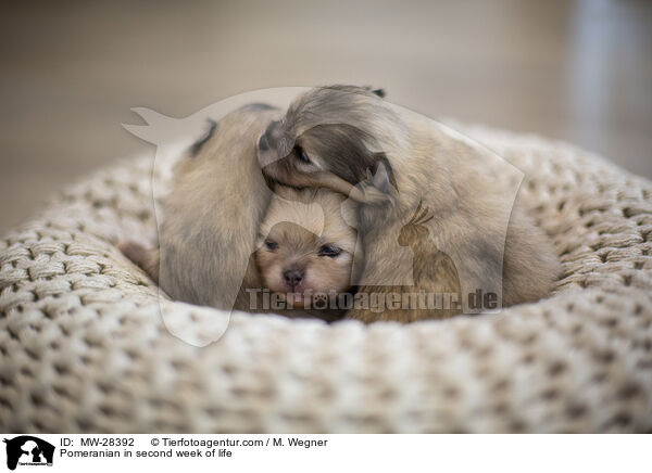 Pomeranian Welpe in zweiter Lebenswoche / Pomeranian in second week of life / MW-28392