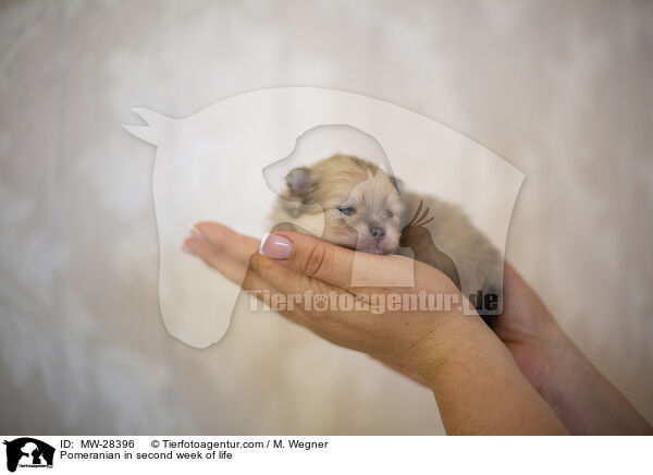 Pomeranian Welpe in zweiter Lebenswoche / Pomeranian in second week of life / MW-28396
