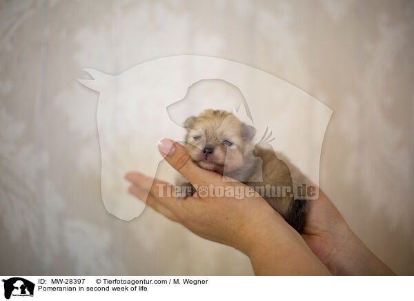 Pomeranian Welpe in zweiter Lebenswoche / Pomeranian in second week of life / MW-28397