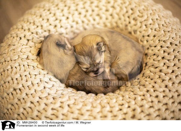 Pomeranian Welpe in zweiter Lebenswoche / Pomeranian in second week of life / MW-28400