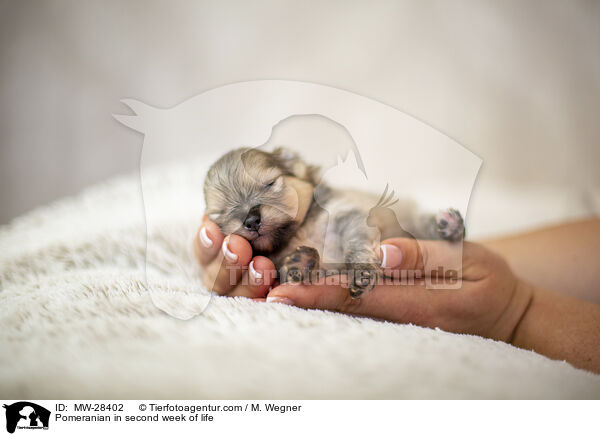 Pomeranian Welpe in zweiter Lebenswoche / Pomeranian in second week of life / MW-28402