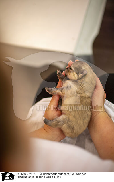 Pomeranian Welpe in zweiter Lebenswoche / Pomeranian in second week of life / MW-28403