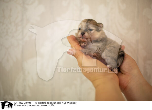 Pomeranian Welpe in zweiter Lebenswoche / Pomeranian in second week of life / MW-28405
