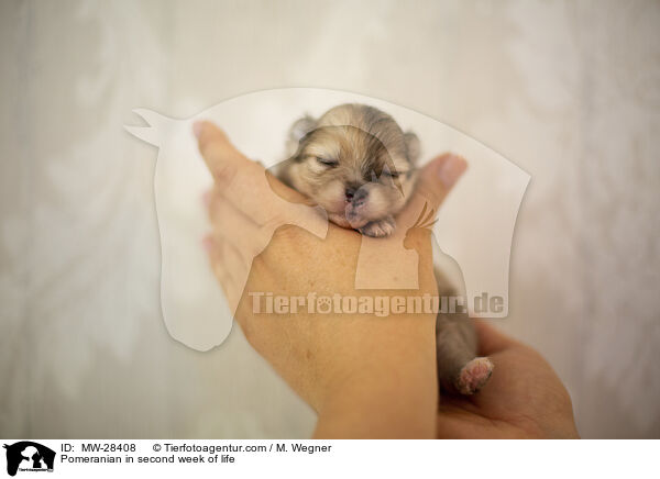 Pomeranian Welpe in zweiter Lebenswoche / Pomeranian in second week of life / MW-28408