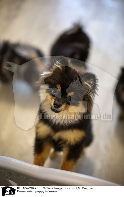 Pomeranian Welpe in Zuchsttte / Pomeranian puppy in kennel / MW-28420