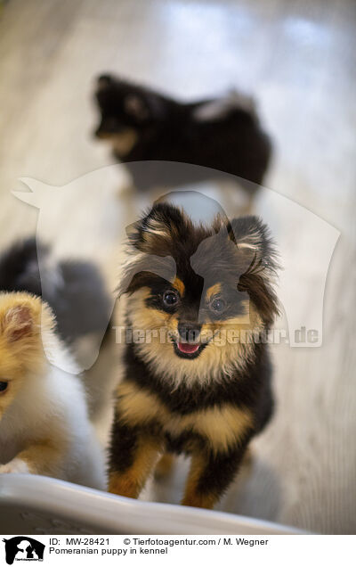 Pomeranian puppy in kennel / MW-28421
