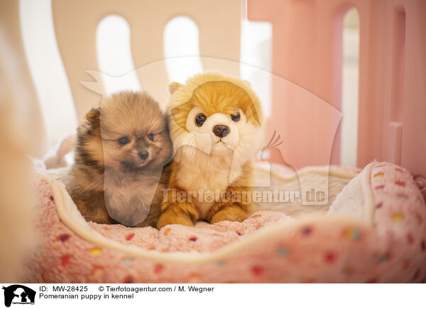 Pomeranian puppy in kennel / MW-28425
