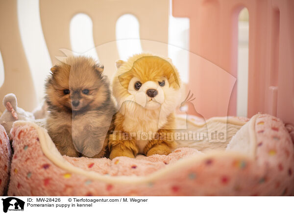 Pomeranian puppy in kennel / MW-28426